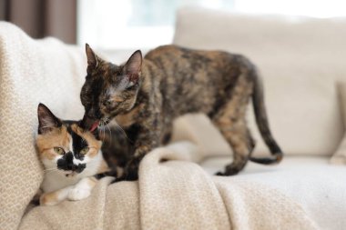 Evdeki kanepede tatlı yavru kediler.