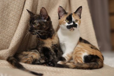 Şirin yavru kediler ve evde yerde battaniye.