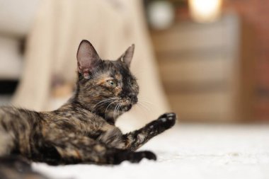 Evde yerde şirin bir yavru kedi var, yakın plan. Metin için boşluk