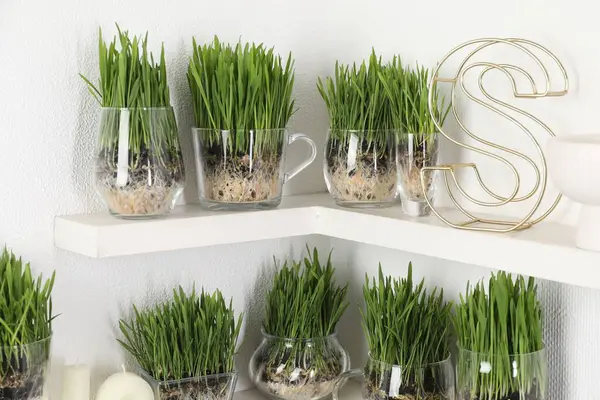 Şeffaf çömleklerdeki buğday çimeni ve ışık duvarının yanındaki raflarda dekor.