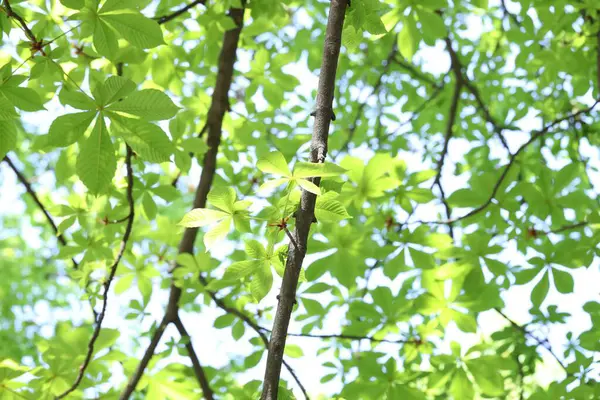 Arka planda yeşil yapraklı güzel ağaç taç, alçak açı manzaralı.