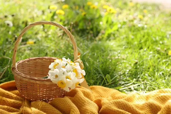 Nergis çiçekli hasır sepet ve yeşil çimlerin üzerinde battaniye. Metin için boşluk