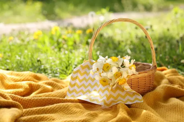 Nergis çiçekli hasır sepet ve yeşil çimlerin üzerinde battaniye. Metin için boşluk