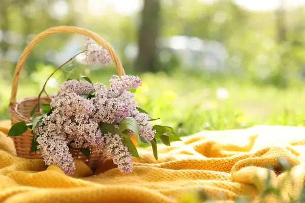 Üzerinde leylak çiçekleri olan hasır sepet ve açık yeşil çimenler üzerinde battaniye. Metin için boşluk