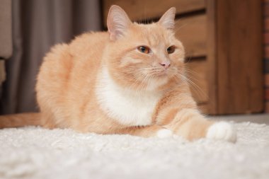 Evde yerde yatan sevimli kızıl kedi.