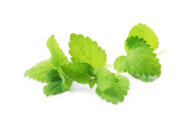 Taze yeşil limon merhemi yaprakları beyazda izole edilmiş.