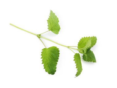 Taze yeşil limon merhemi yaprakları beyaz, üst görünümde izole