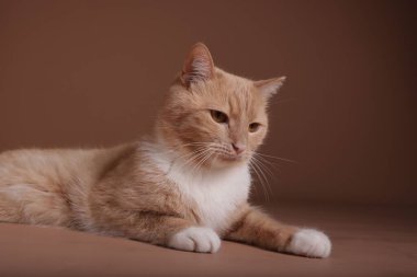 Bej arka planda sevimli bir kızıl kedi. Sevimli hayvan.