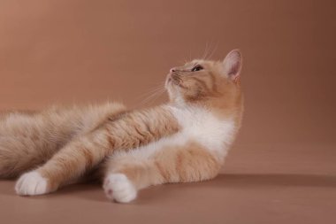 Bej arka planda sevimli bir kızıl kedi. Sevimli hayvan.