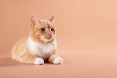 Bej arka planda sevimli bir kedi, metin için boşluk