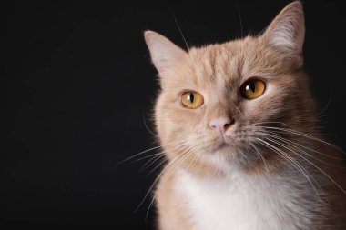 Siyah arka planda sevimli kızıl kedi, yakın plan. Metin için boşluk