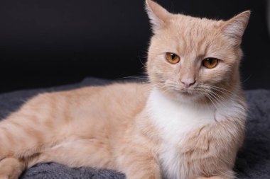 Siyah arka planda battaniyede sevimli kızıl kedi