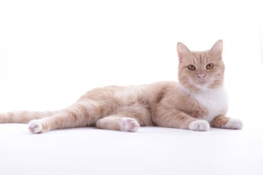 Beyaz arka planda sevimli kızıl kedi. Sevimli hayvan.