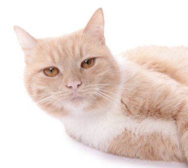 Beyaz arka planda sevimli kızıl kedi portresi, yakın plan.