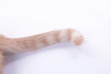 Beyaz arka planda tüylü kuyruklu kedi, yakın plan