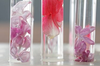 Lüks parfüm yapıyorum. Bulanık arkaplanda test tüplerinde gerekli yağlar ve çiçekler, yakın plan