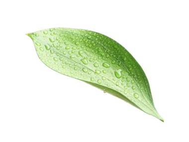 Beyaz üzerinde su damlaları olan bir Ruscus yaprağı