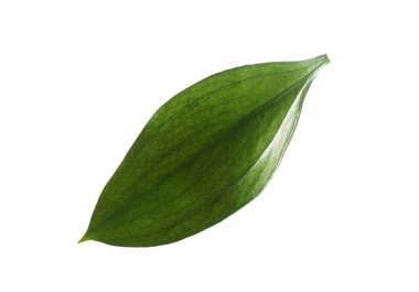One fresh green Ruscus leaf isolated on white
