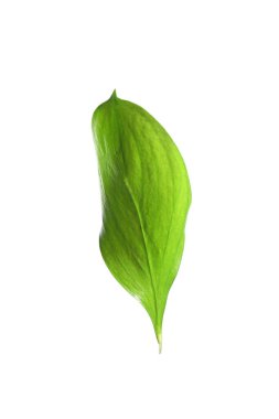 One fresh green Ruscus leaf isolated on white