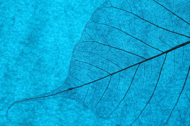 Açık mavi arkaplanda güzel iskelet yaprağı, makro görünüm