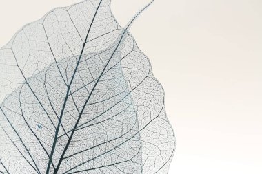 Işık arka planında güzel iskelet yaprakları, makro manzara. Metin için boşluk