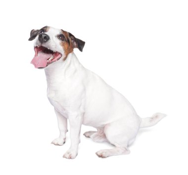 Beyaz arka planda oturan şirin Jack Russell Terrier köpeği.