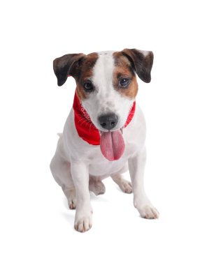 Beyaz arka planda oturan kırmızı bandanalı şirin Jack Russell Terrier köpeği.