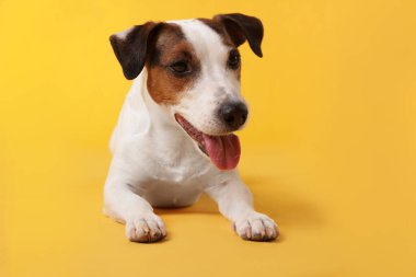 Sarı arka planda şirin Jack Russell Terrier köpeği