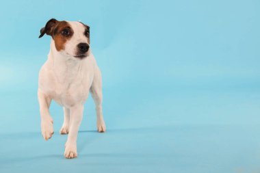 Açık mavi arka planda yürüyen şirin Jack Russell Terrier köpeği. Metin için boşluk