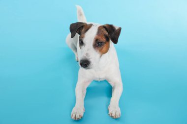 Sevimli Jack Russell Terrier köpeği açık mavi arka planda yatıyor.