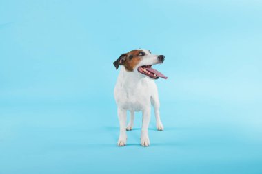 Açık mavi arka planda duran şirin Jack Russell Terrier köpeği.