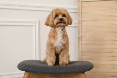Şirin Maltipoo köpeği evde.