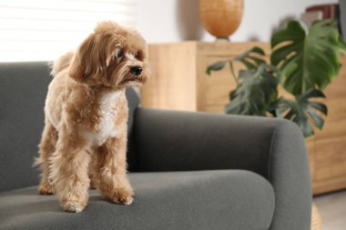 Evdeki kanepede oturan sevimli Maltipoo köpeği.