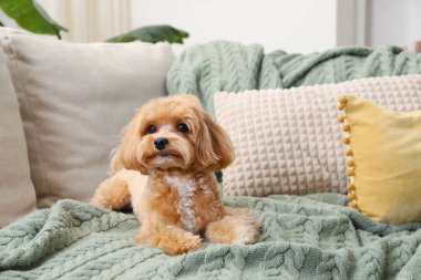Evdeki kanepede oturan sevimli Maltipoo köpeği.
