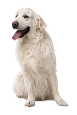 Beyaz arka planda sevimli Golden Retriever köpeği