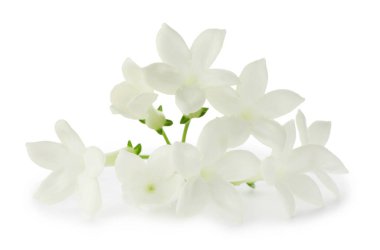 Güzel aromatik yasemin çiçekleri beyazda izole edilmiş.