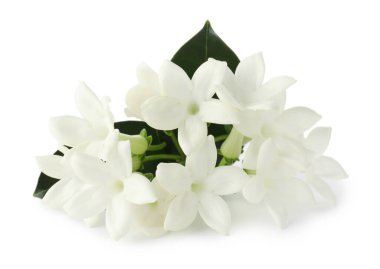 Güzel aromatik yasemin çiçekleri ve beyaz yapraklar.