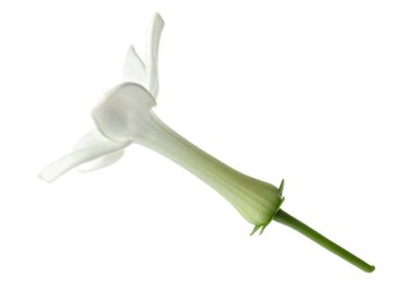 Güzel aromatik yasemin çiçeği beyazda izole edilmiş.