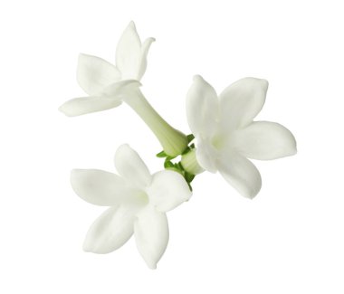 Güzel aromatik yasemin çiçekleri beyazda izole edilmiş.