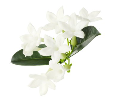 Güzel aromatik yasemin çiçekleri ve beyaz yapraklar.