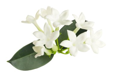 Güzel aromatik yasemin çiçekleri ve beyaz yapraklar.