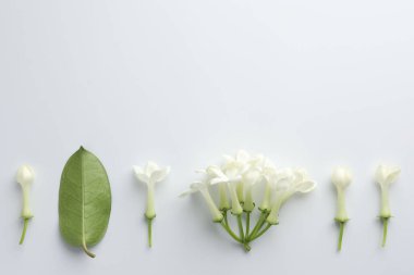 Güzel yasemin çiçekleri ve beyaz arka planda yeşil yaprak. Metin için boşluk