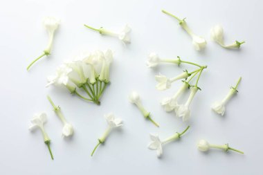 Beyaz arka planda güzel yasemin çiçekleri, düz uzanmış