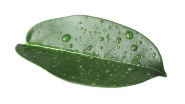 Yeşil yasemin yaprağı ve beyaz üzerine su damlaları.