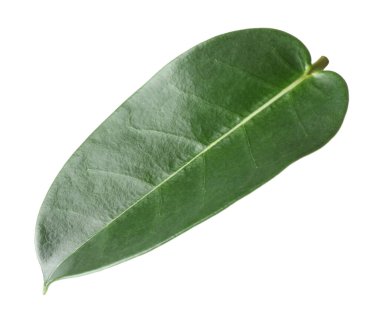 Bir yeşil yasemin yaprağı beyaza izole edilmiş.