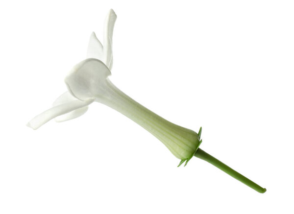Beautiful aromatic jasmine flower isolated on white