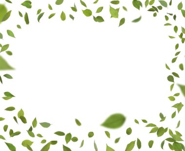 Beyaz arka planda taze yeşil yapraklar