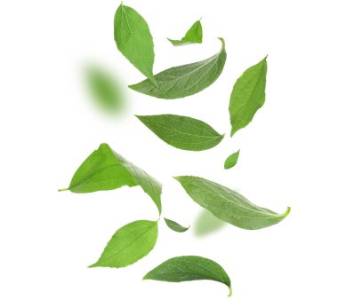 Beyaz arka planda yeşil çay yaprakları