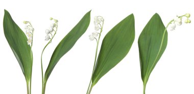 Vadinin güzel zambakları beyazlar üzerinde soyutlanmış,