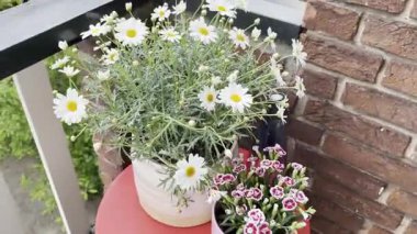 Balkonda güzel saksılar, kamera hareket ediyor.